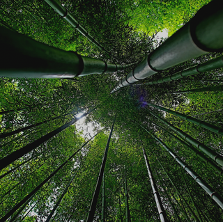 The Natural Luxury of Bamboo